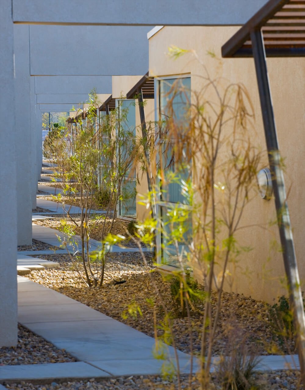 Walkway past private apartment entrances, young shade trees, and steel trellis porches at Lolomas